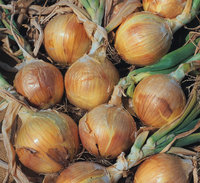 Onion and Shallot