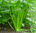 Celery Tall Utah naturally nurtured seed
