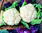 Cauliflower Snowball naturally nurtured seed
