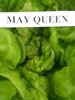 Lettuce May Queen (butterhead) naturally nurtured seed