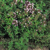 Thyme, Common naturally nurtured seed