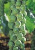 Brussels Sprouts Igor F1 naturally nurtured seed