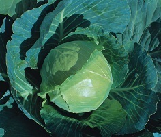 Cabbage Earliest of All