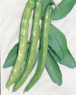 Broad Bean Imperial Green Longpod