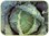 Cabbage Vertus naturally nurtured seed