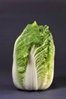 Chinese Cabbage Minuet F1