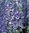 Larkspur Blue and White