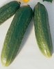 Cucumber Muncher