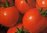 Tomato Tondino Maremmano