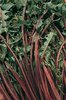 Chicory Red Rib