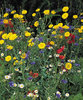 SPECIAL FLOWER MIX FOR BEES AND BUTTERFLIES