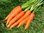 Carrot Robila naturally nurtured seed