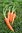 Carrot Berlicum naturally nurtured seed