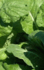 Oriental Mustard Leaf Tendergreen