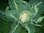 Cauliflower Winter Medaillon F1 naturally nurtured seed