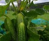 Cucumber Hokus naturally nurtured seed