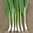 2017 SPRING ONION NEW SELECTION