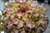Lettuce Cantarix (oakleaf) naturally nurtured seed