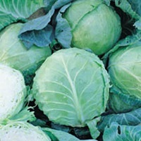 cabbage_Holland_Late_Winter_1