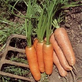 carrot vegetable seeds section