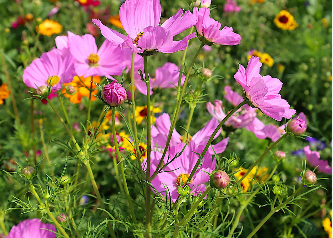 Cosmos -