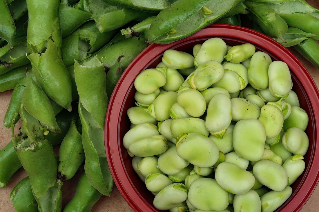 All About Broad Beans