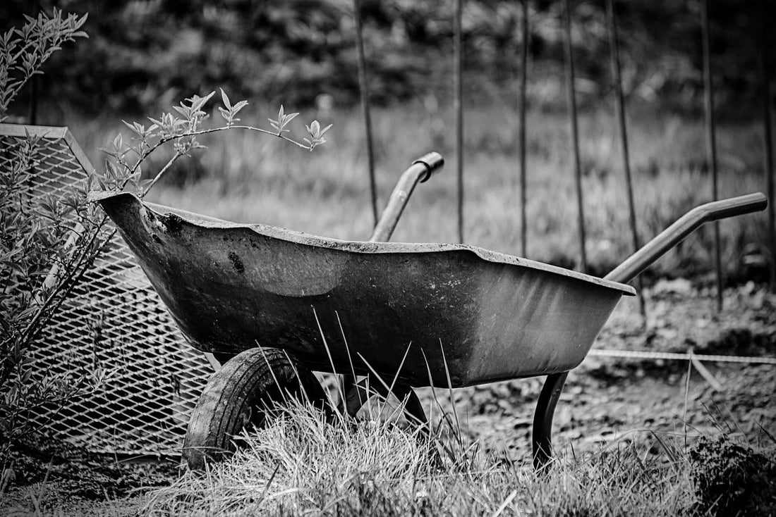 IN THE SPOTLIGHT... heirloom varieties...