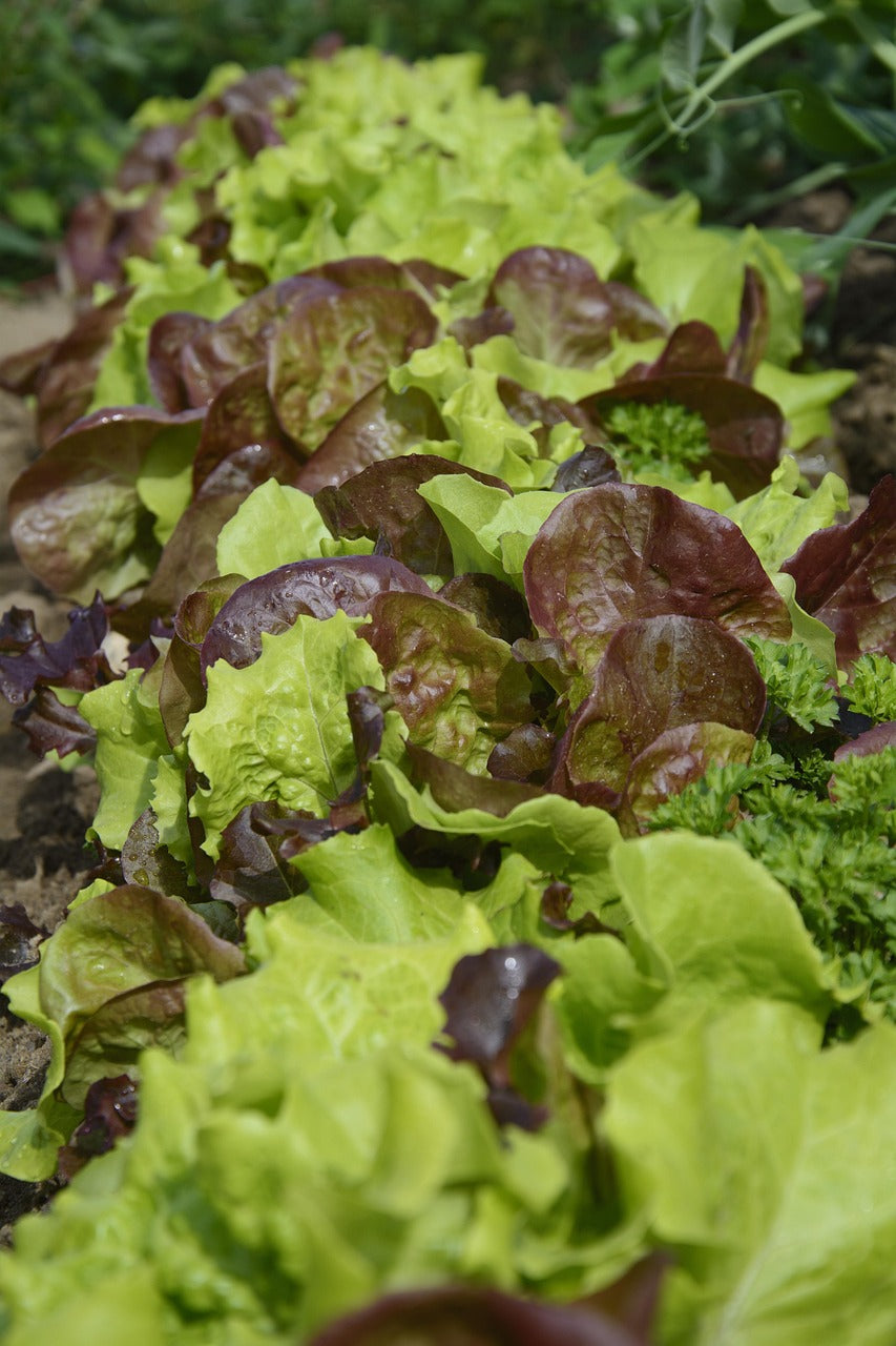 Lettuce - did you know...