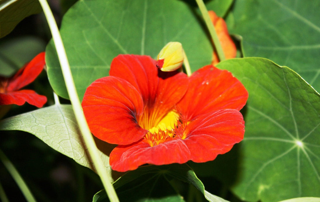 Nasturtiums: not just for sacrificing!