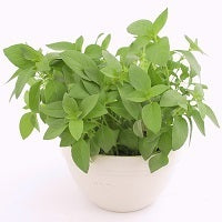 All - Herbs