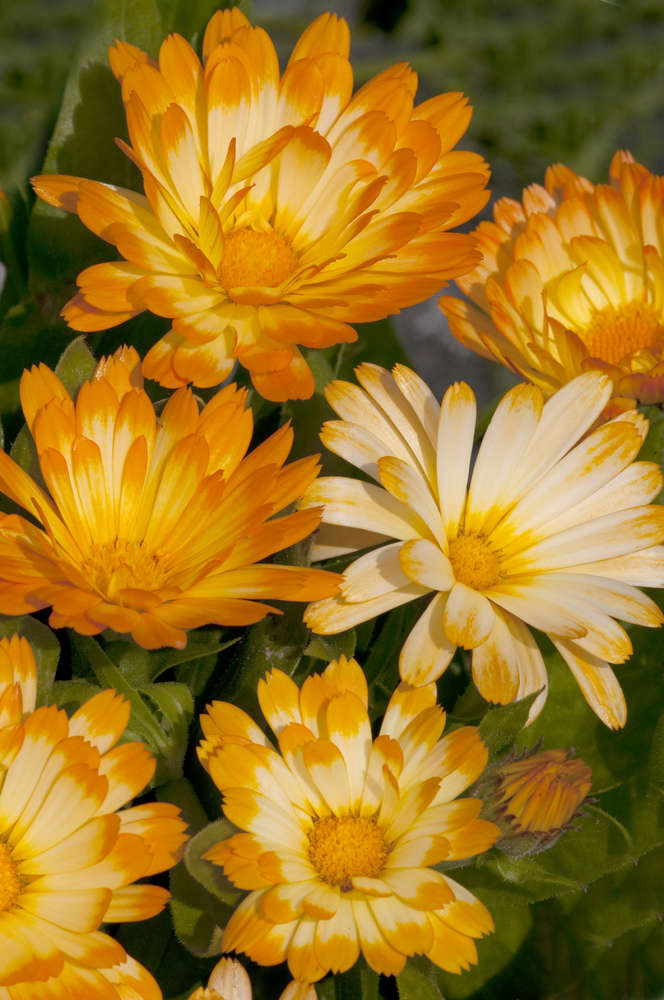 All - Flowers