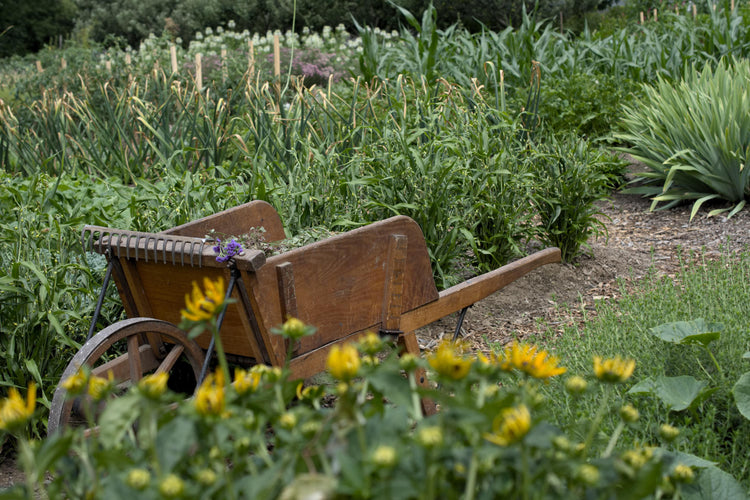 image of naturally nurtured garden