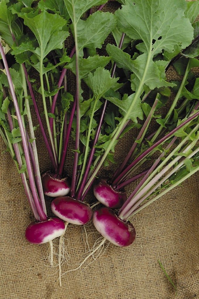 image of Turnip collection