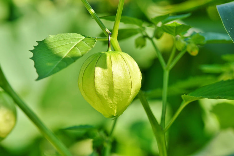 image of Cape Gooseberry collection