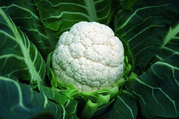 image of Cauliflower collection