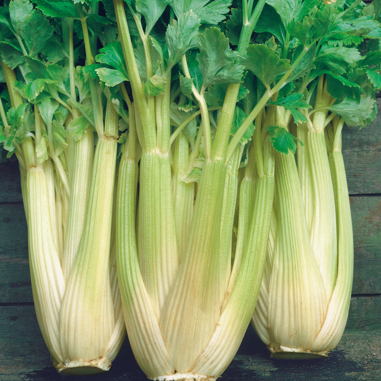 image of Celery collection