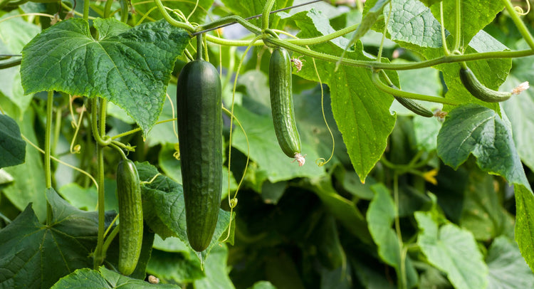 image of Cucumber collection