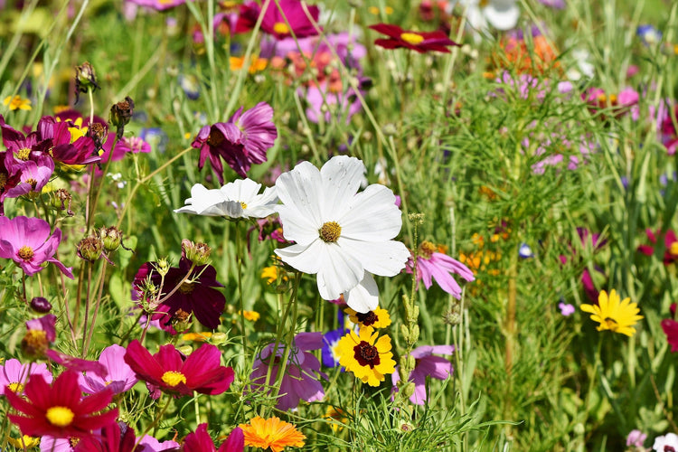 image of Flower Mixes collection