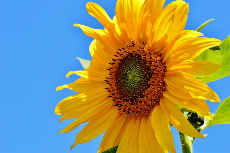 image of Flowers D to L collection