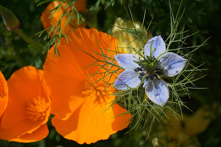 image of Flowers M to Z collection