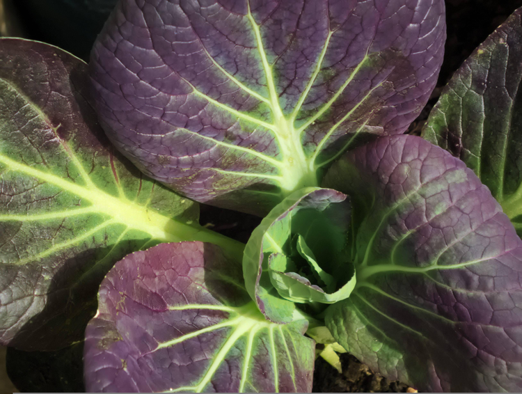 image of Oriental - Pak Choi,Choi Sum,Mustard Leaf,Namenia & Okahijiki collection
