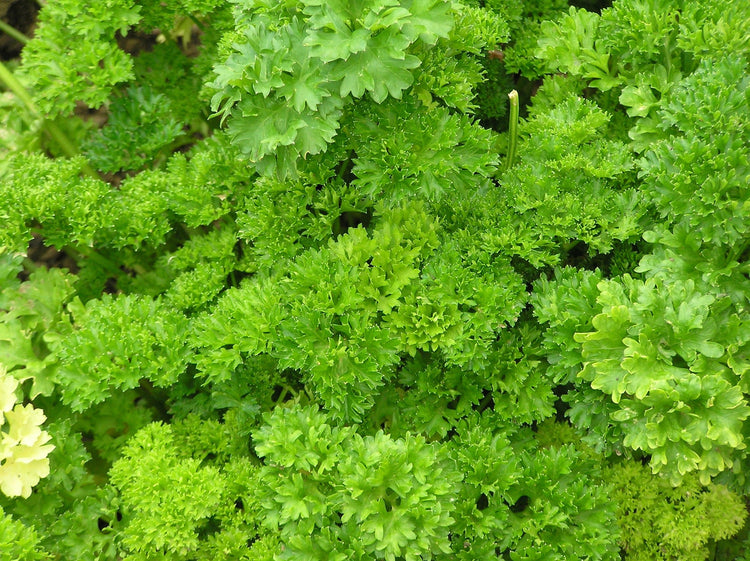 image of Parsley collection