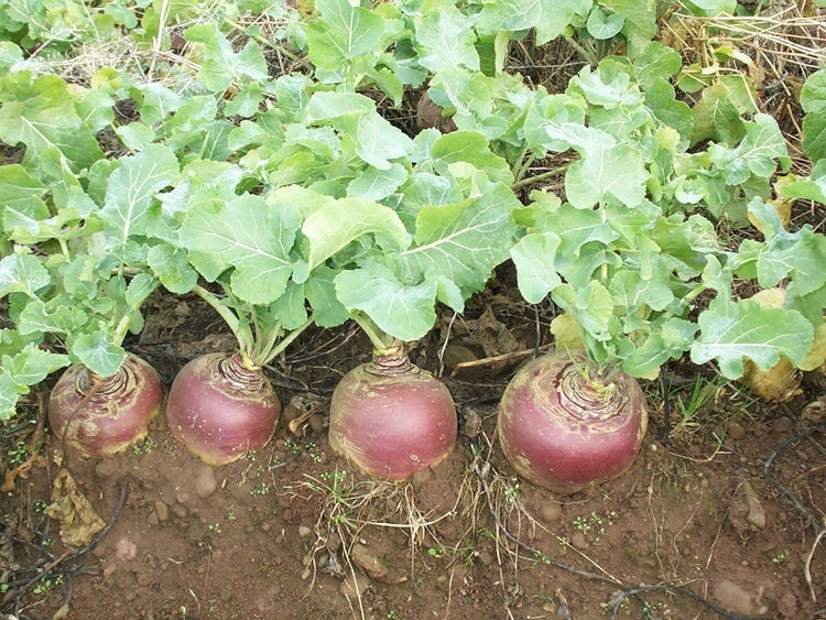 image of Swede collection