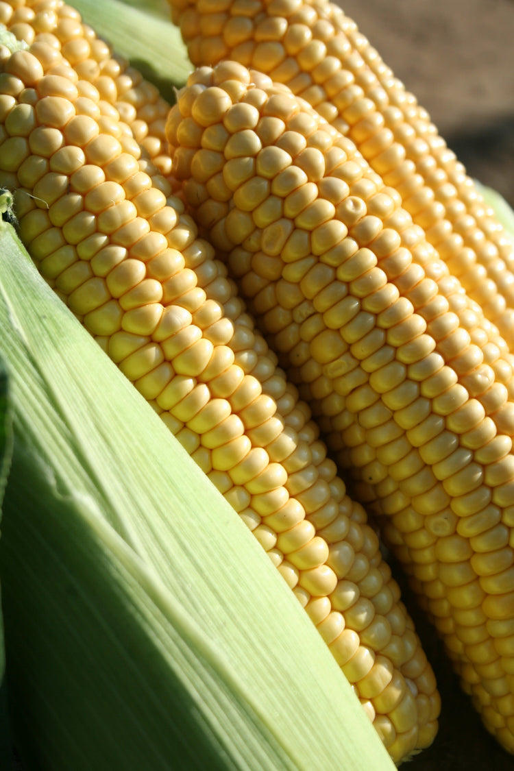 image of Sweet Corn collection