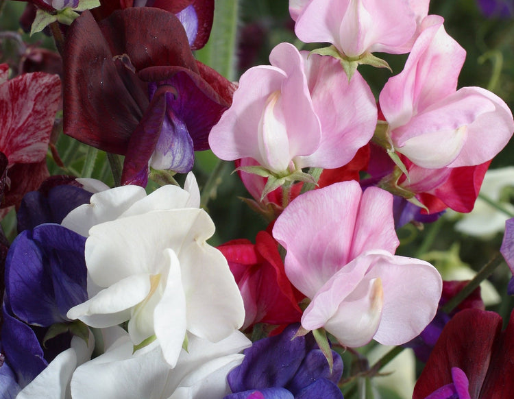 image of Flowers Sweet Peas collection