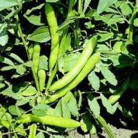 picture of Broad Bean Aquadulce Claudia