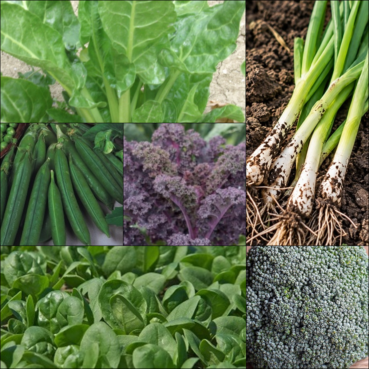 October Sowing Collection