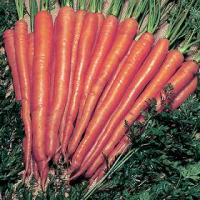 picture of Carrot Sugarsnax F1