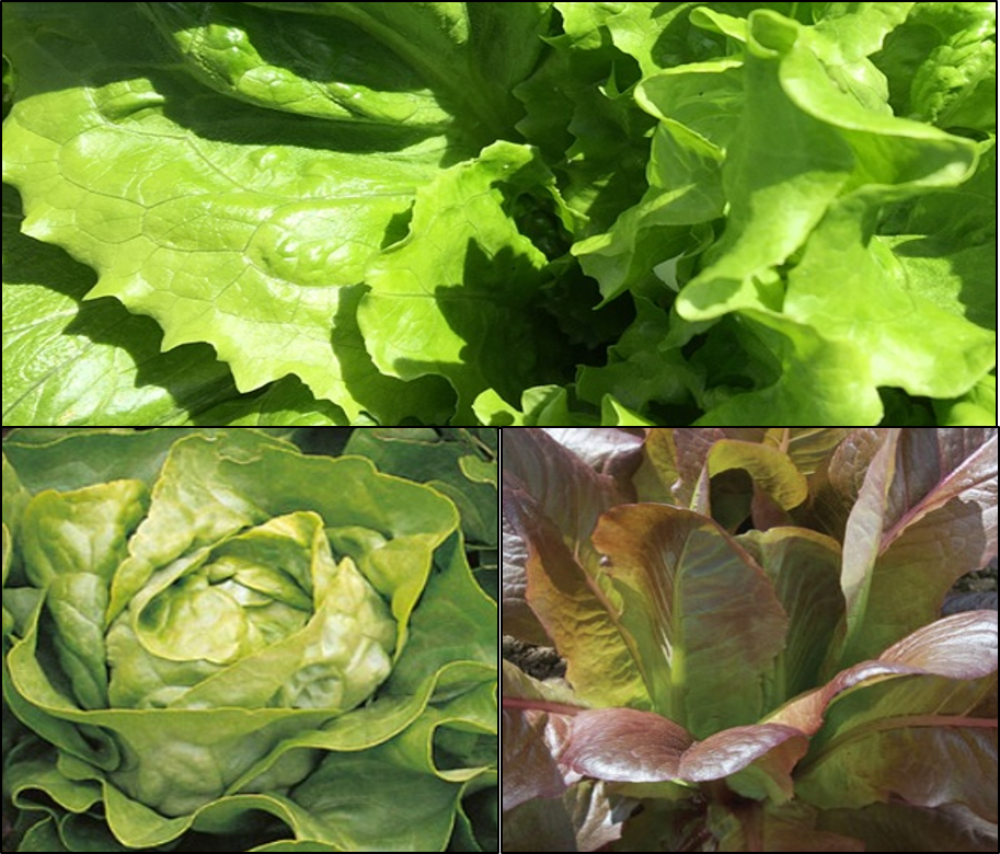 October’s Late Lettuce Trio