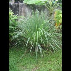 picture of Lemon Grass East Indian